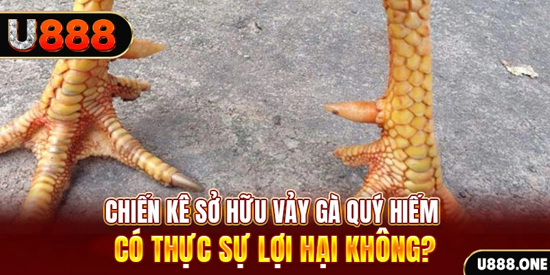 Chiến kê sở hữu vảy gà quý hiếm có thực sự lợi hại không?