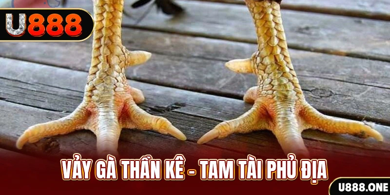 Vảy gà thần kê - Tam tài phủ địa