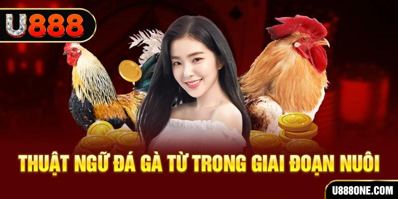 Thuật ngữ đá gà từ trong giai đoạn nuôi