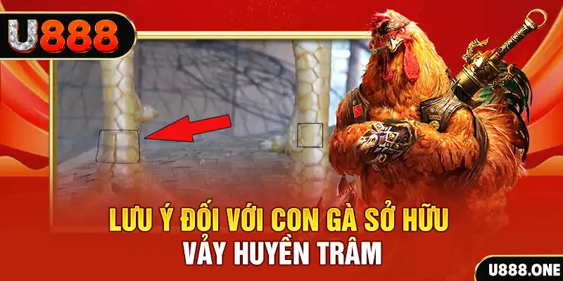 Lưu ý đối với con gà sở hữu vảy Huyền Trâm